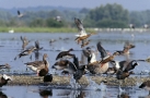 Bagna są dobre dla przyrody! – czyli żywa Arka Noego